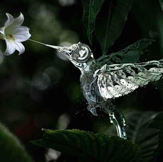 colibri