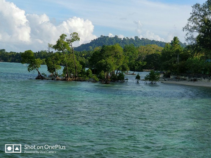 mangroves