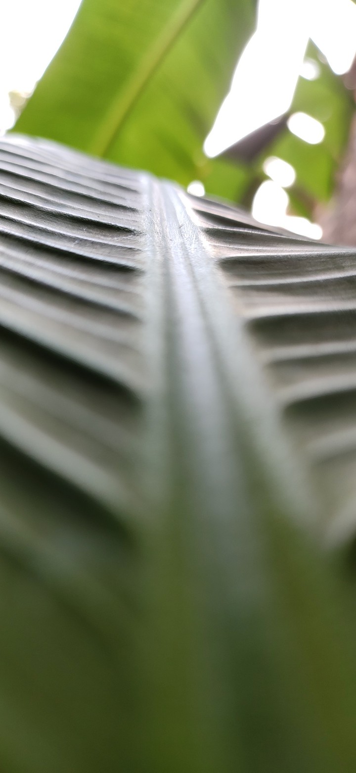 leaf of banana