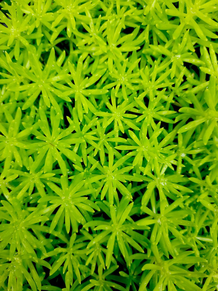 leaves