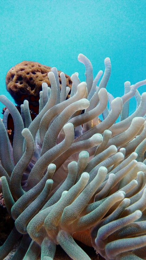 Perfect Anemone
