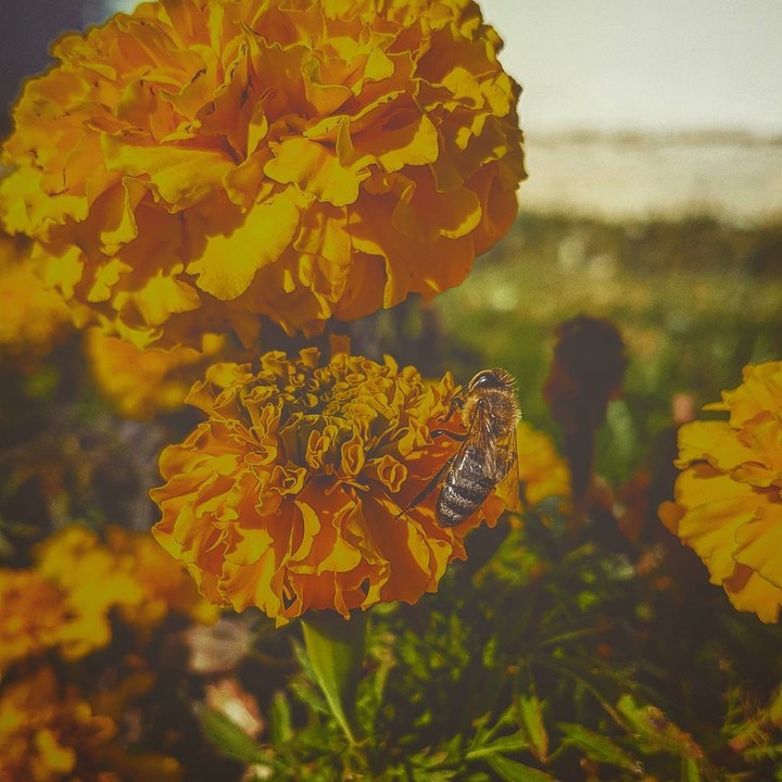 the bee and the flowers