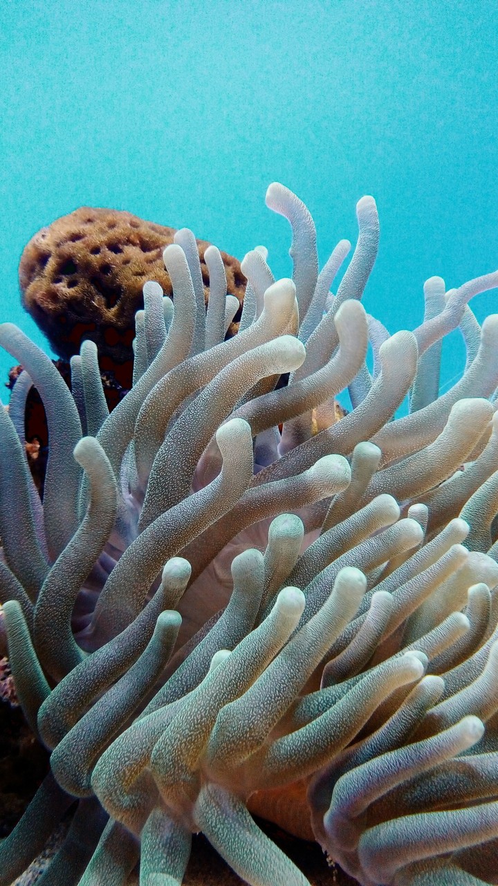 Perfect Anemone