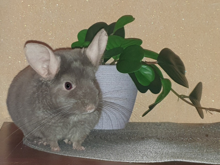 Шиншилла