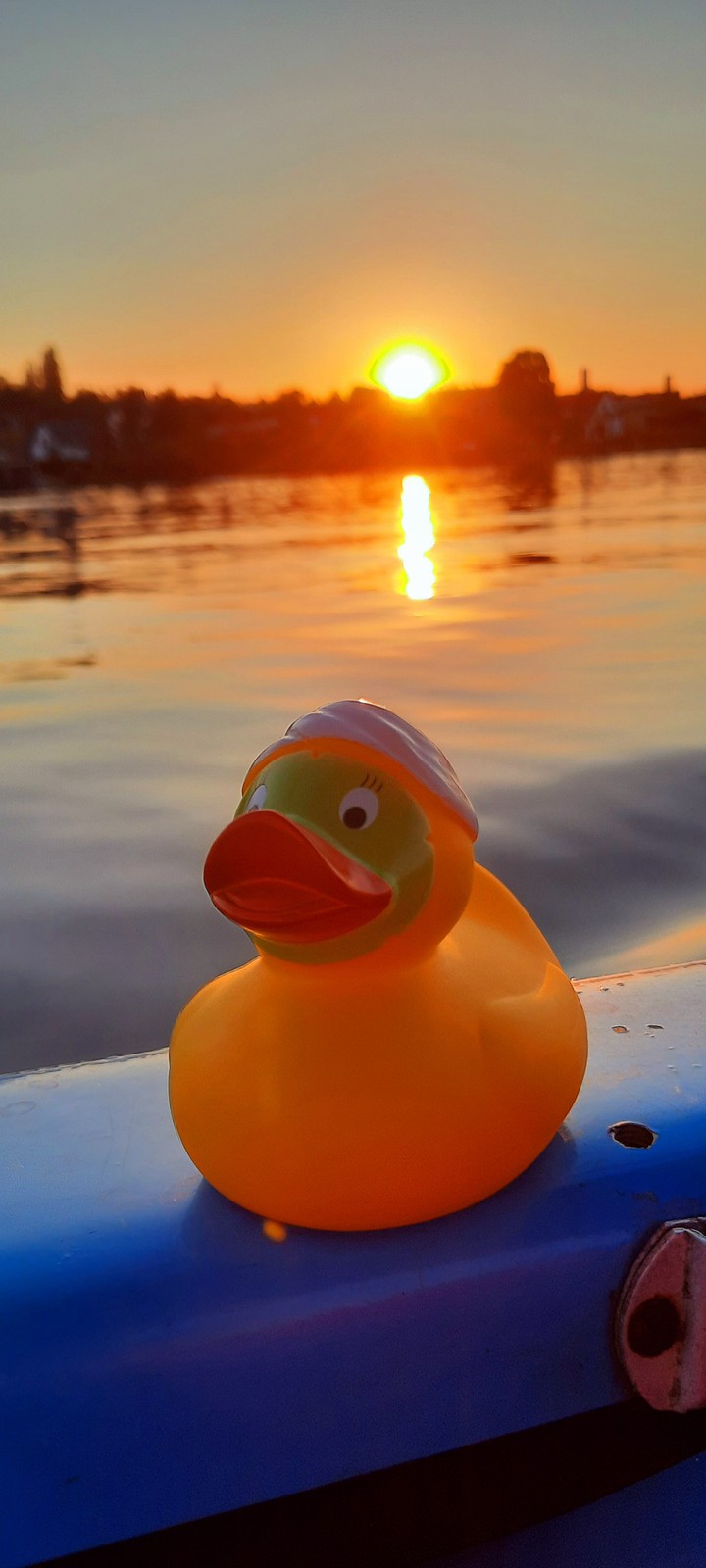 duck