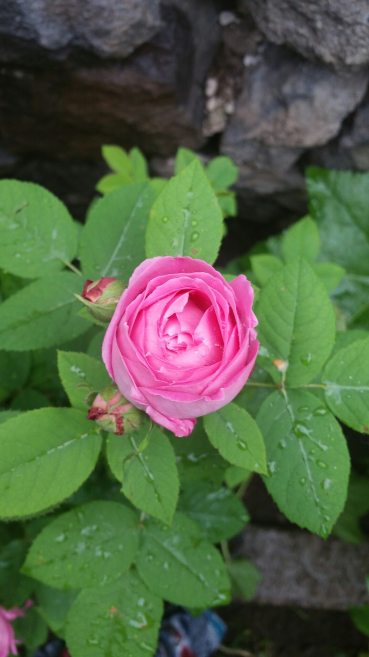 pembe gül