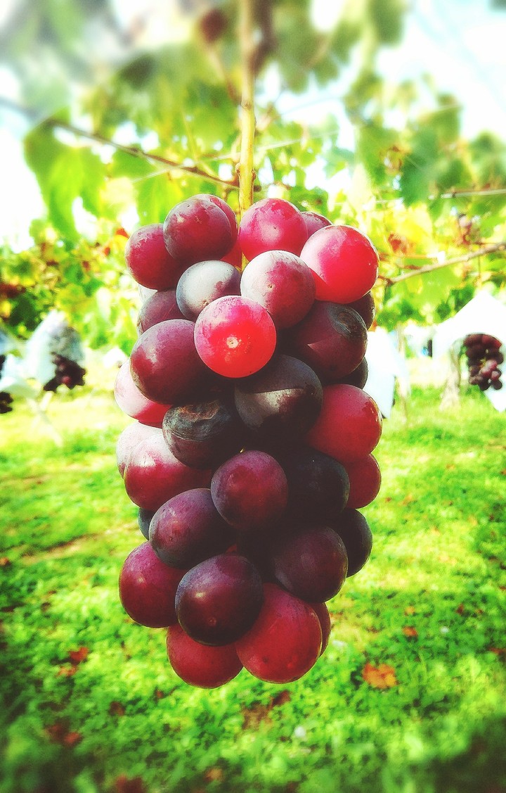 Grapes  高妻