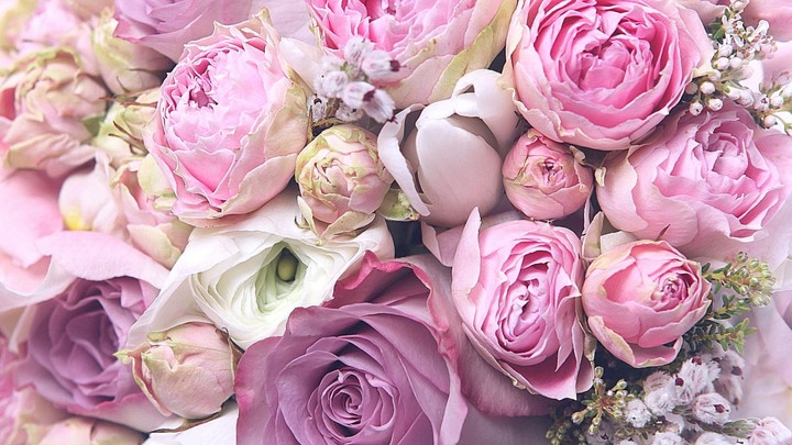 rose