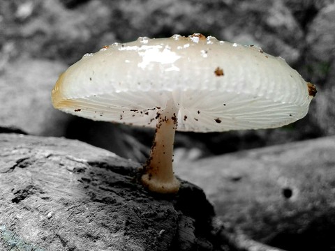 Mushroom