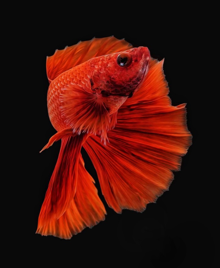 Betta fish