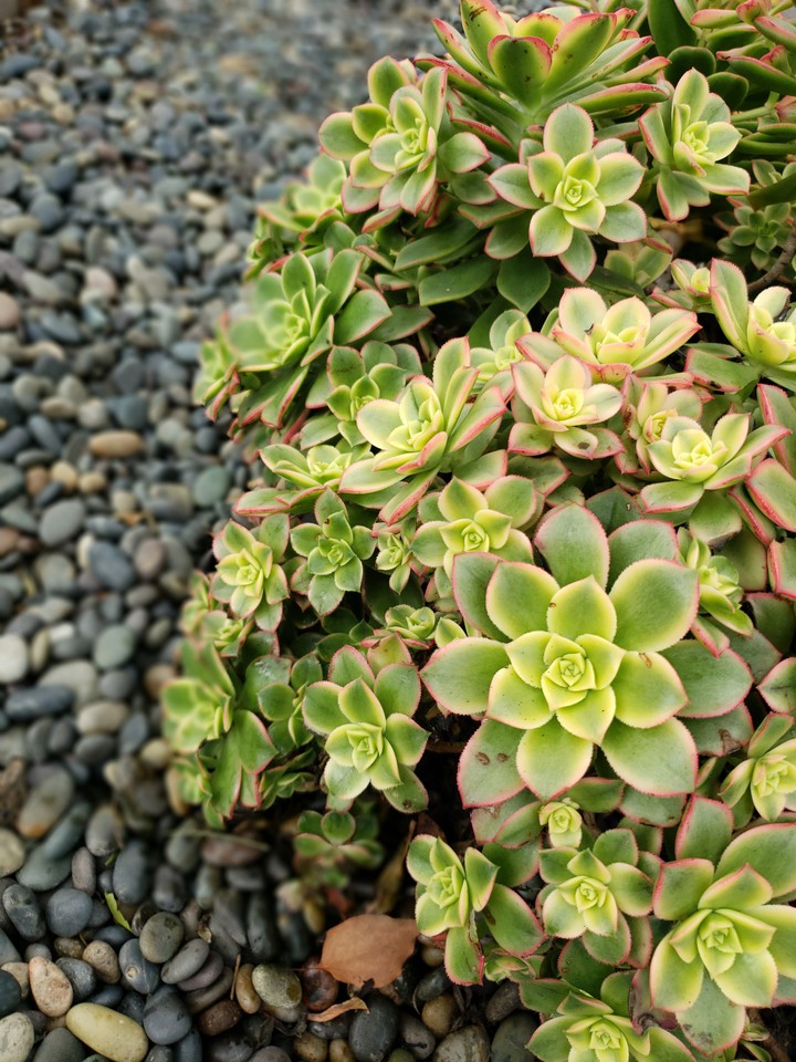 native flora