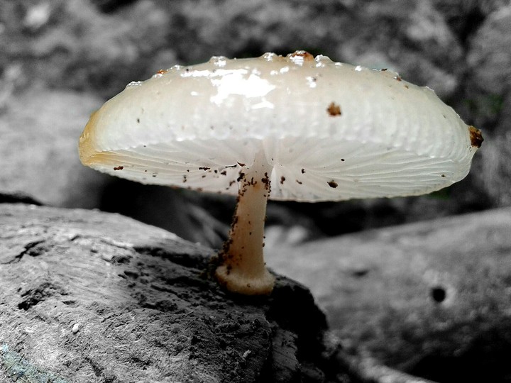Mushroom