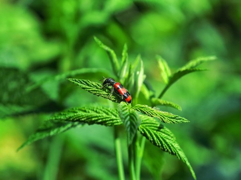 insecta