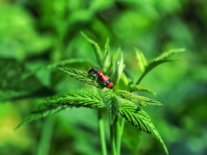 insecta