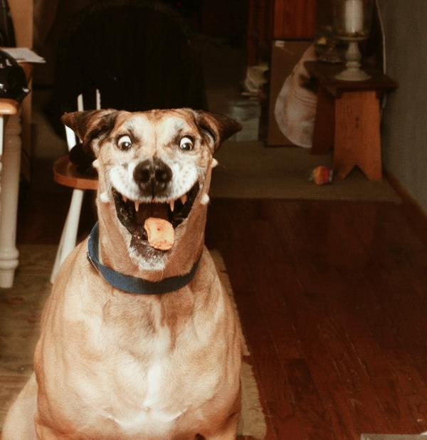 dog