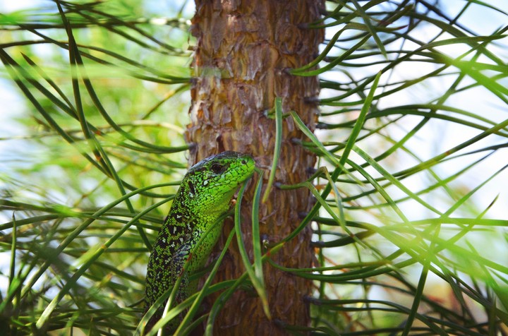 green lizard