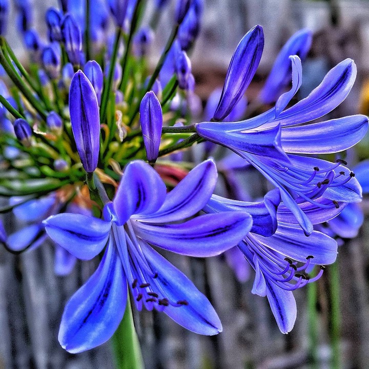 African Lily
