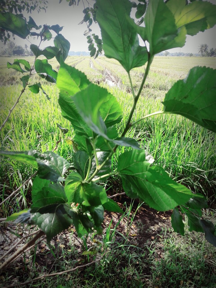 mulberry tree