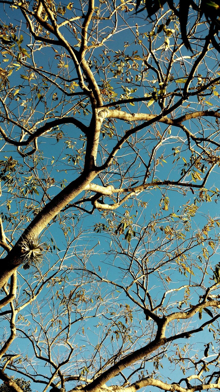 tree