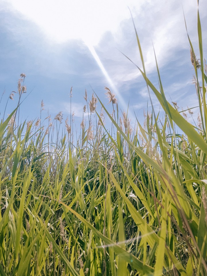 grass