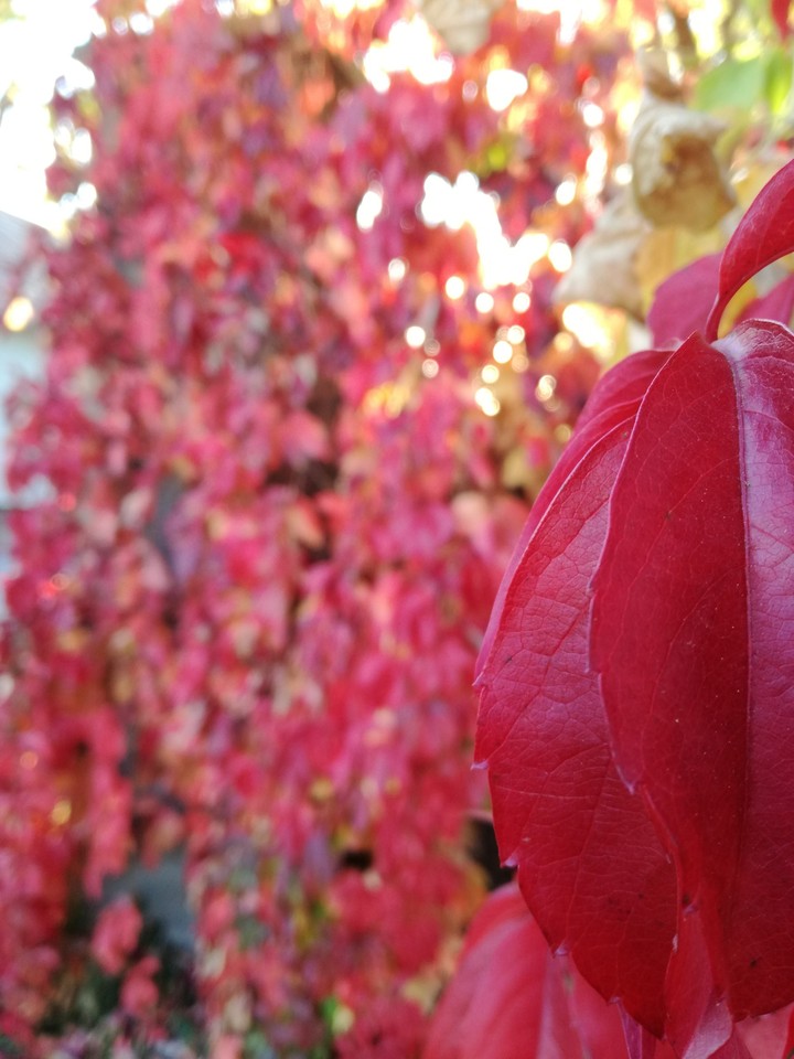 Red and shine