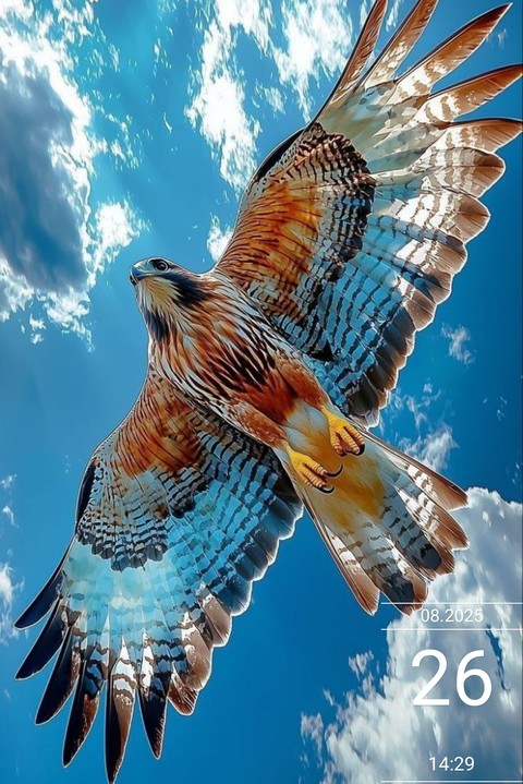 beak, accipitridae वॉलपेपर