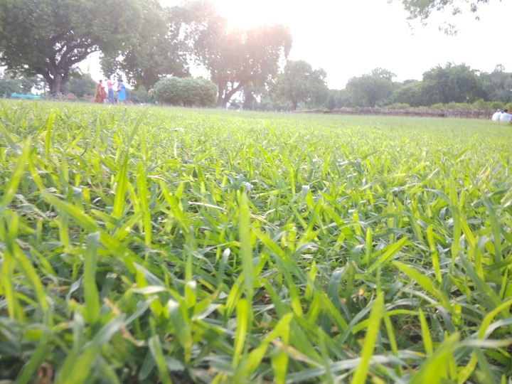 Fresh Green Grass