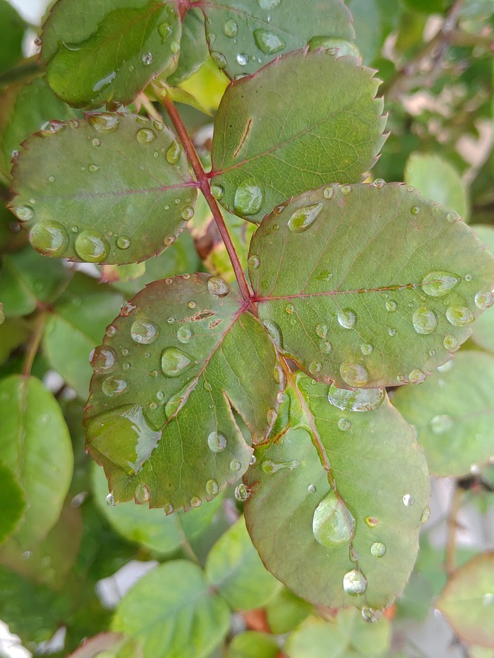 Beauty of droplets