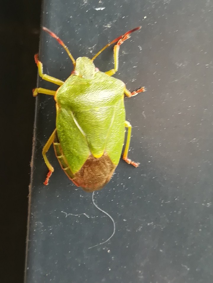 insect