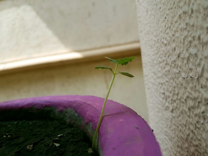 little  plant