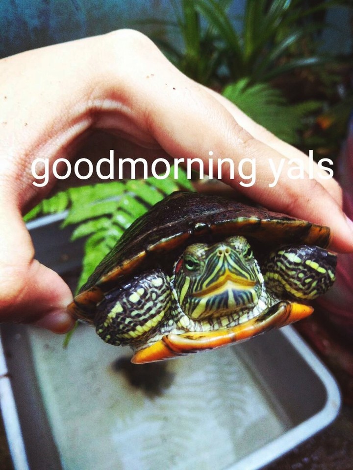Tortoise