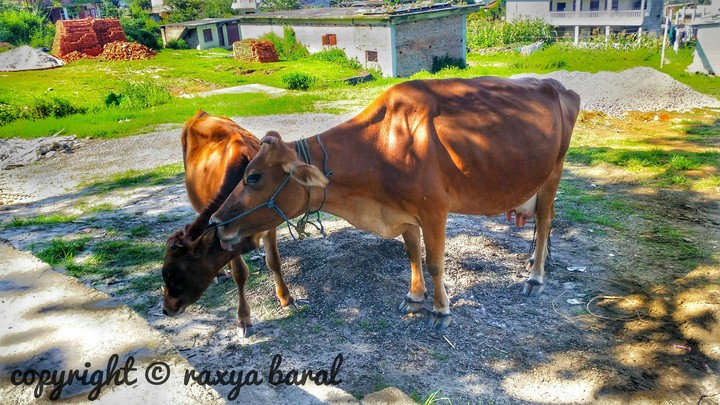 mother's love !
