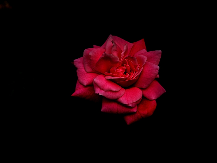 Red Rose