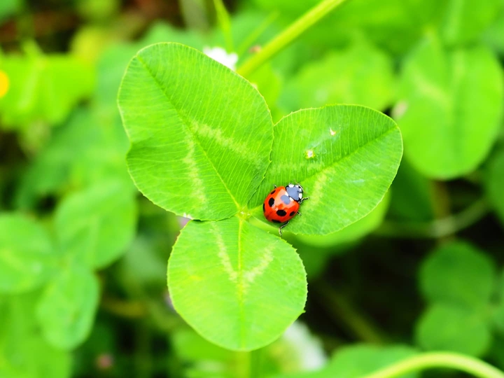 Ladybug