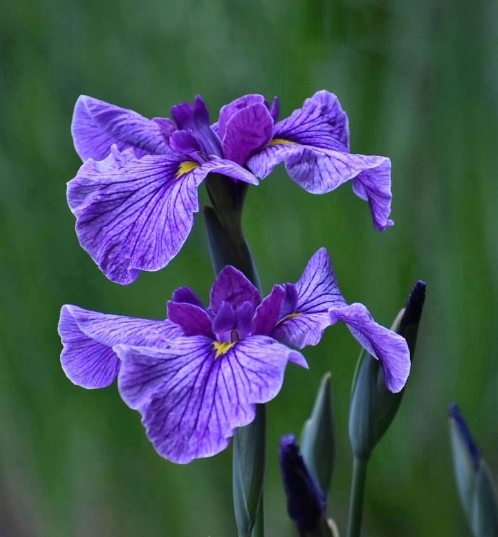 Iris