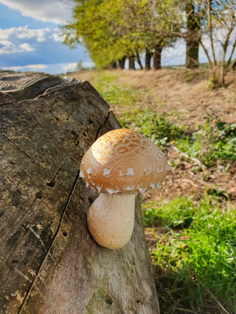 Mushroom out of wood