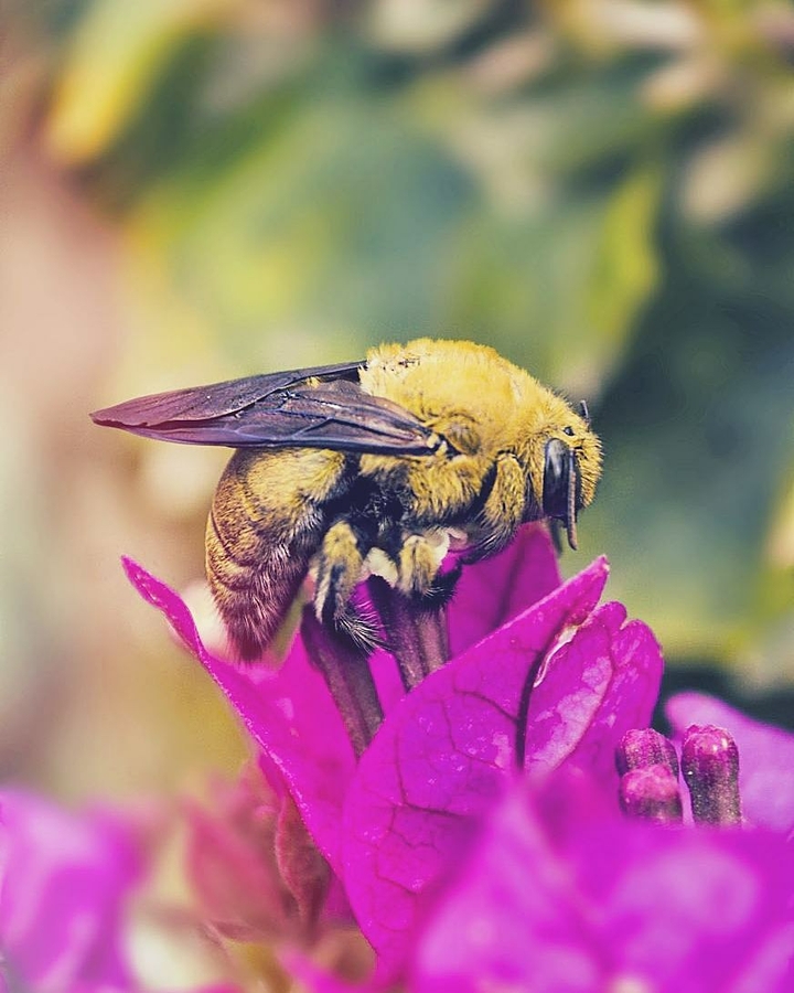Queen bee