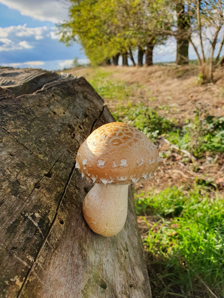 Mushroom out of wood