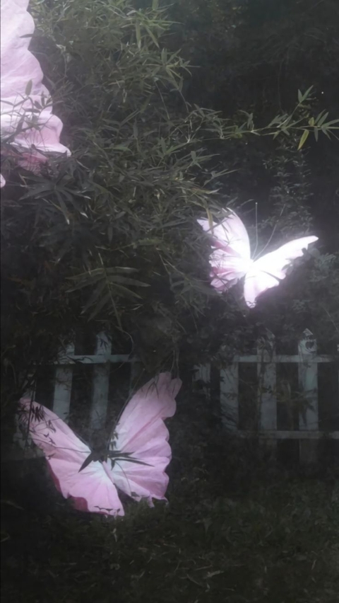 fondos de pantalla insect, butterfly