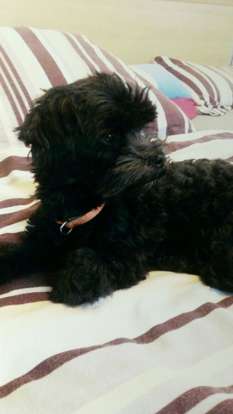 Small, black, cute dog