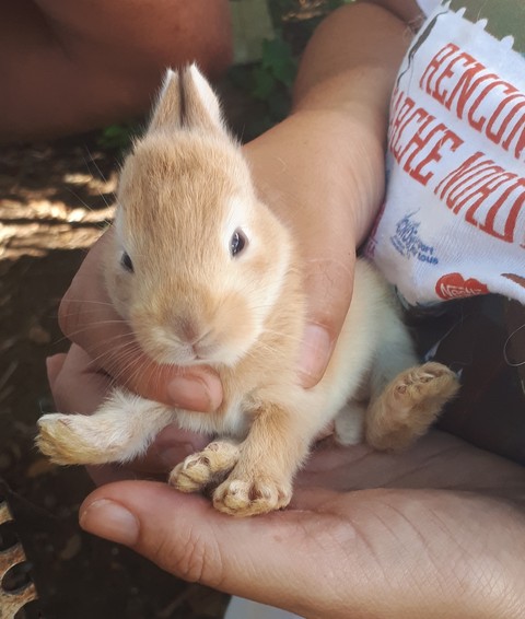 lapin