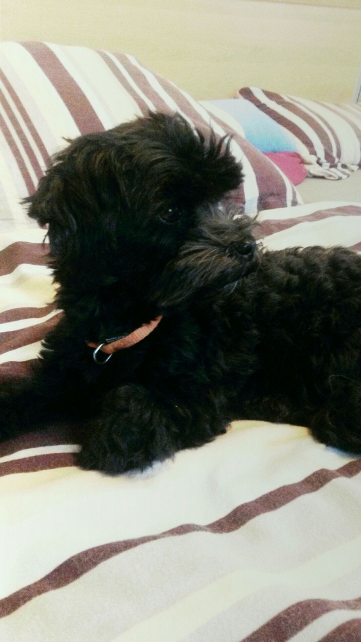 Small, black, cute dog