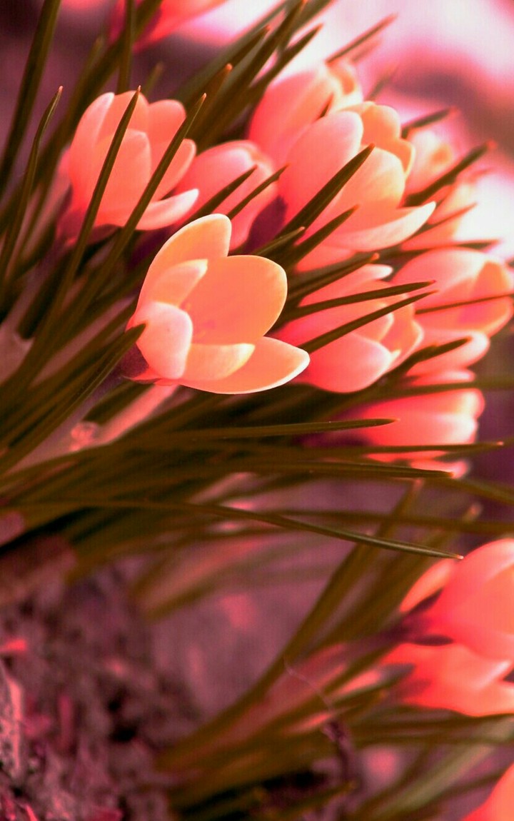 SCENTED DREAMS