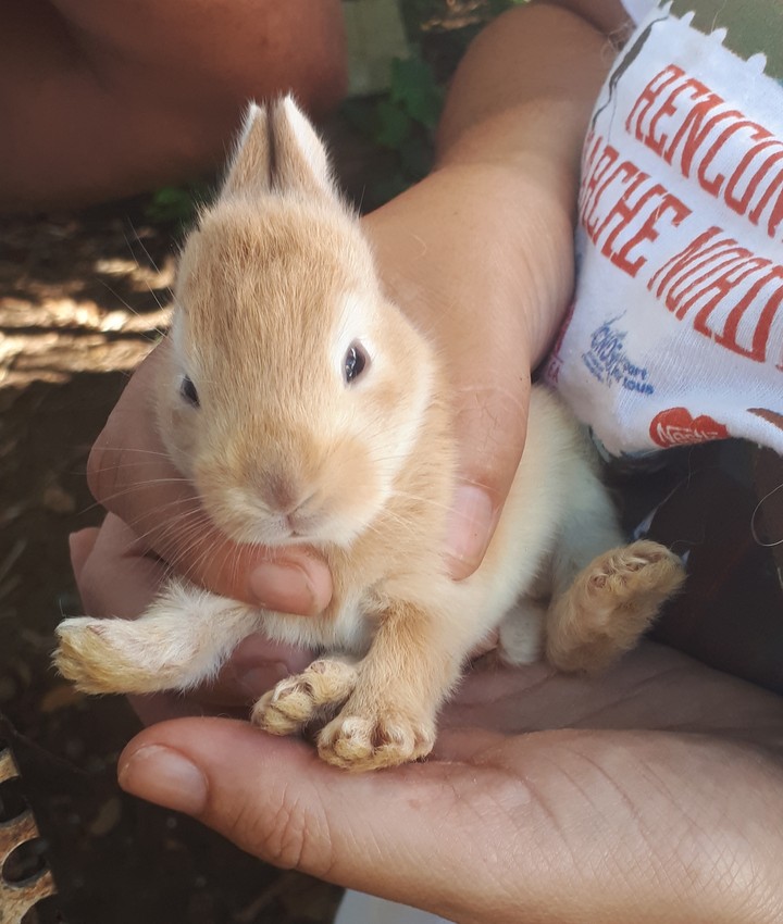 lapin