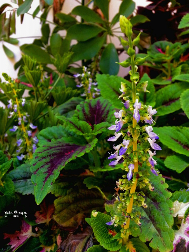 plant