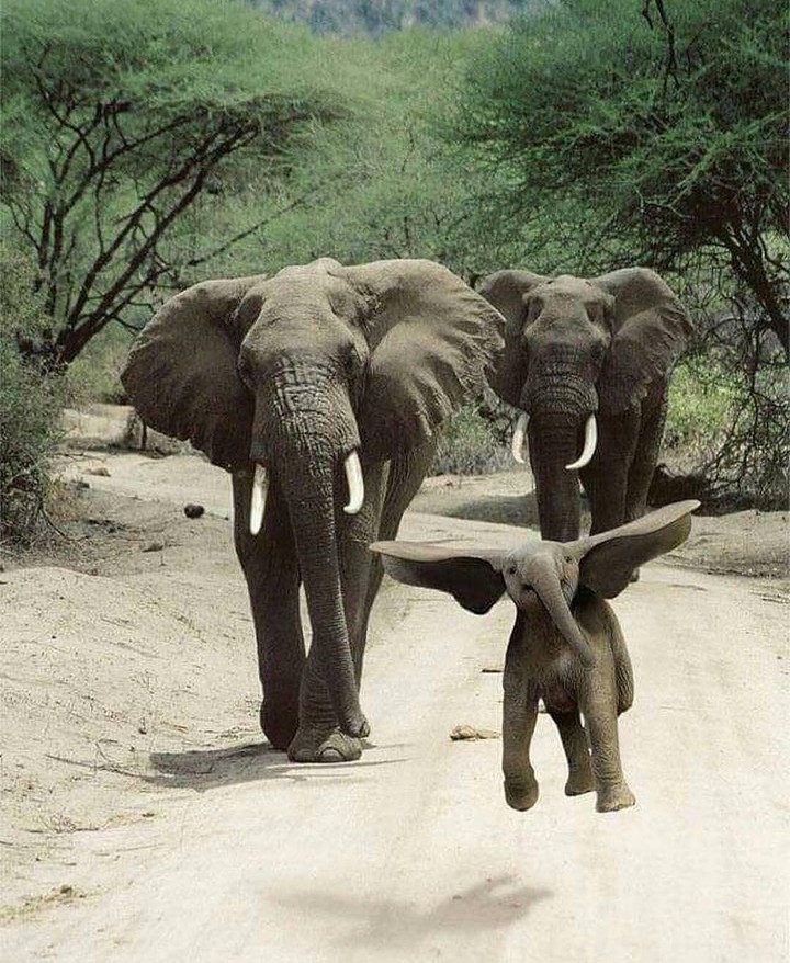 Dumbo