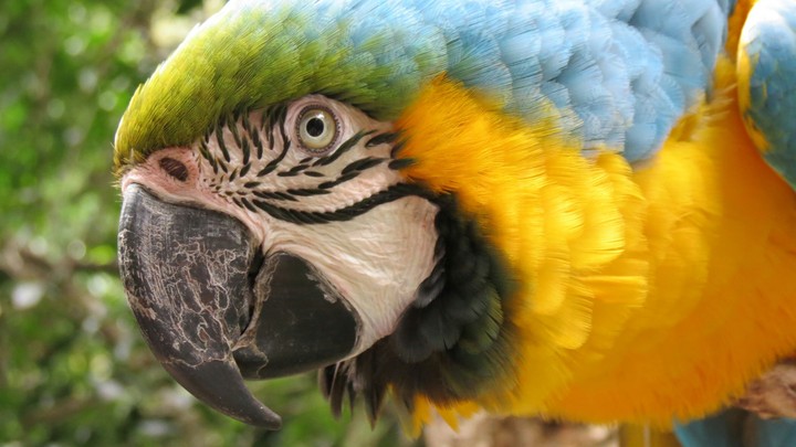 butifull color