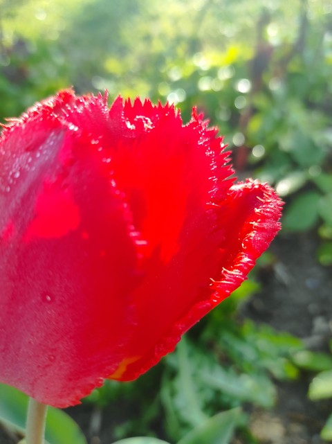 tulip, flower achtergronden