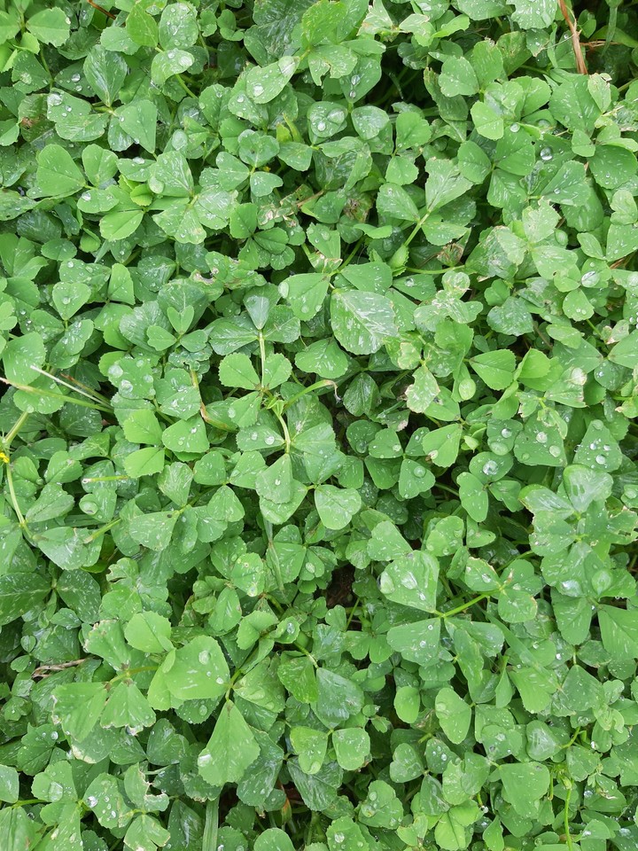 ☘