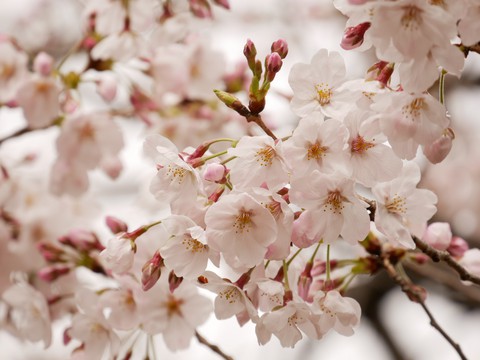 cherryblossom